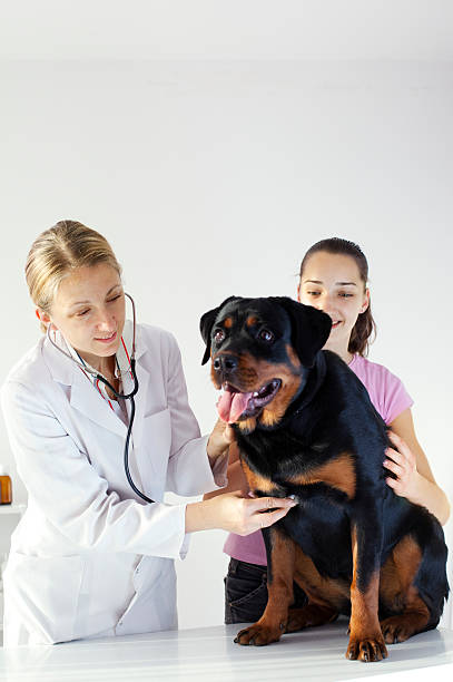Rottweiler with vet