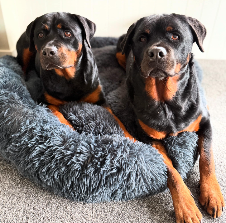 Snoopy the Rottie